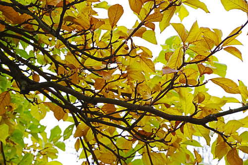 Baum und Wald
