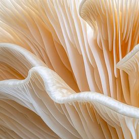 Eine hochdetaillierte Fotografie eines Pilzhutes von Mustafa Kurnaz