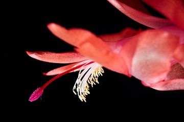 Flowering Cactus by Rob Boon