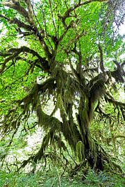 Baum mit Moos von Antwan Janssen