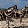 Im Takt der Savanne – Steppenzebras im Etosha Nationalpark von WeltReisender Magazin
