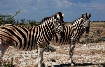 To the beat of the savannah - plains zebra in Etosha National Park by WeltReisender Magazin