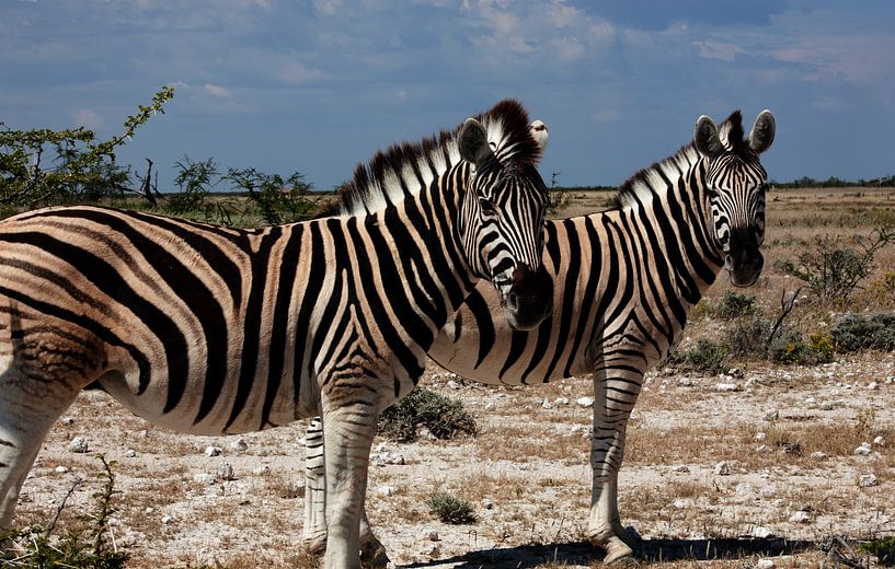 Op het ritme van de savanne - vlaktes zebra's in Etosha National Park van WeltReisender Magazin