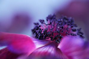 Violette Anemone von Gonnie van de Schans