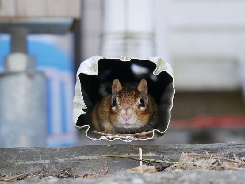Squirrel in drainpipe by Hilko Appels