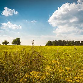 Summer meadow by rosstek ®