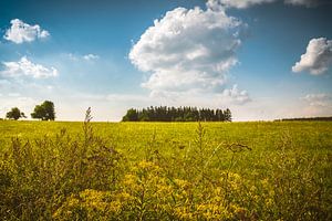 Prairie d'été