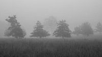 Boomsilhouetten in de mist z/w