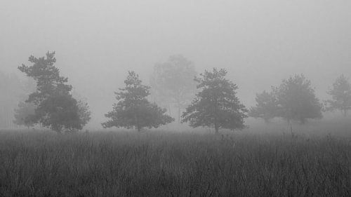 Boomsilhouetten in de mist z/w