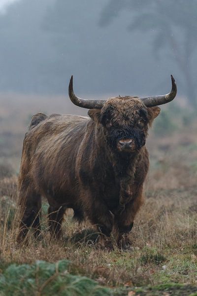 Scottish Highlander Bull by Menno Schaefer