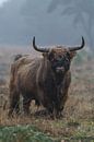 Schottischer Highlander-Stier von Menno Schaefer Miniaturansicht