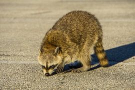 USA, Florida, Bandit masked raccoon sniffing on the ground searching for food by adventure-photos