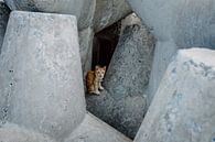 Encounter with a tiger between the rocks by Karlijne Geudens thumbnail
