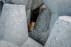 Encounter with a tiger between the rocks by Karlijne Geudens
