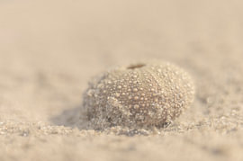 Sea urchin in the sand by Jeannette Nederlof