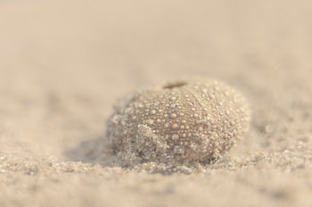 Un oursin dans le sable