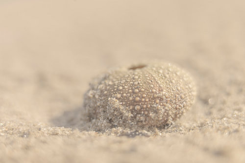 Sea urchin in the sand