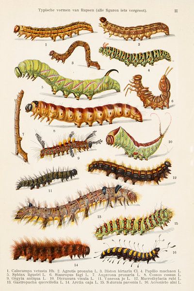 Belle assiette d'écolier avec des formes typiques de chenilles par Studio Wunderkammer