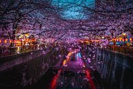 Meguro-Fluss mit Sakura und Lichtern von Mickéle Godderis Miniaturansicht