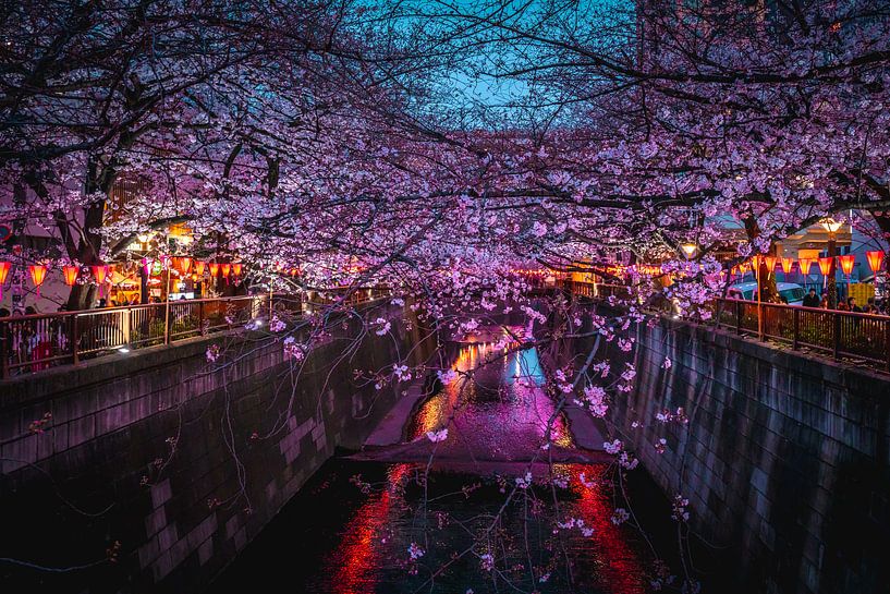 Meguro-Fluss mit Sakura und Lichtern von Mickéle Godderis