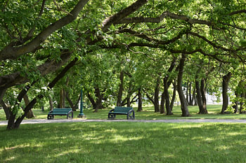 Des bancs sous les arbres