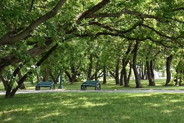 Des bancs sous les arbres sur Claude Laprise