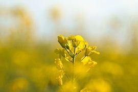 Vue d'une fleur de colza jaune dans un champ de colza sur Martin Köbsch