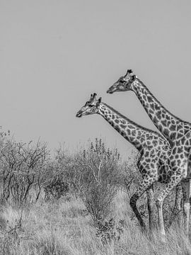 Girafes sur Diane van Veen