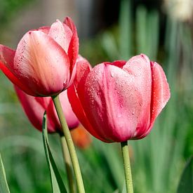 Tulpen aus Utrecht von Thomas Duiker