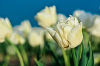 blurry tulips