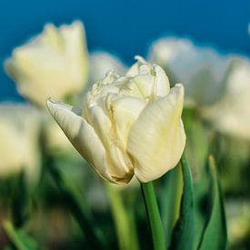 blurry tulips by Martijn Kolkman