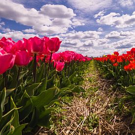 Rode en rozen tulpen in volle bloei van Schram Fotografie