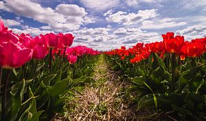 Rode en rozen tulpen in volle bloei van Schram Fotografie
