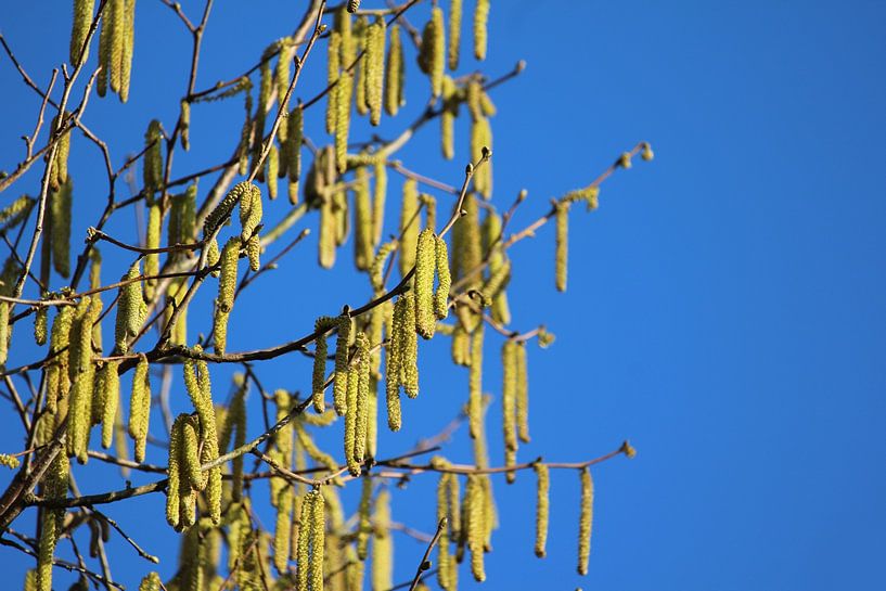 Des chatons jaune vif sur fond de ciel bleu par Imladris Images