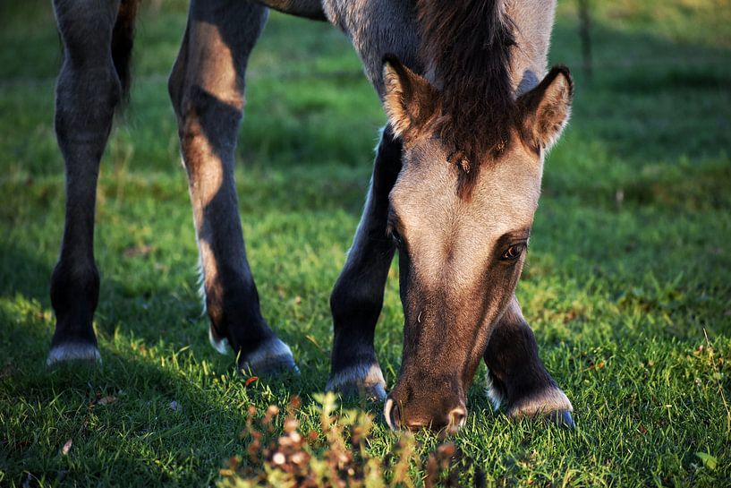 Das Pferd von Alia Maximus