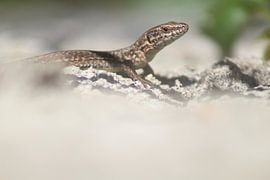 Lizard on the bridge by Patrick van beek76