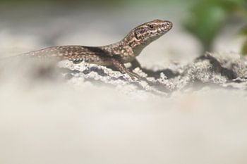 Eidechse auf der Brücke