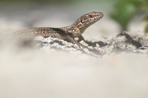 Eidechse auf der Brücke