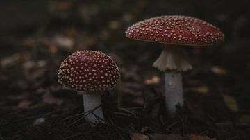 Paddenstoelen rood met witte stippen