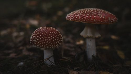 Paddenstoelen rood met witte stippen