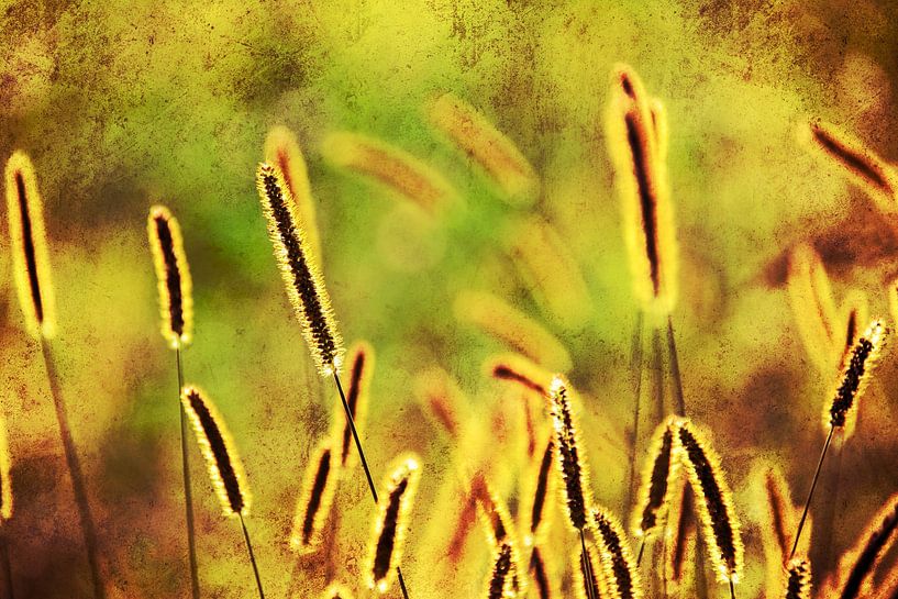 Panic grasses in the evening sun by Nicc Koch