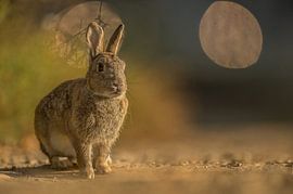 Lapin de garenne (Oryctolagus cuniculus) sur Vienna Wildlife