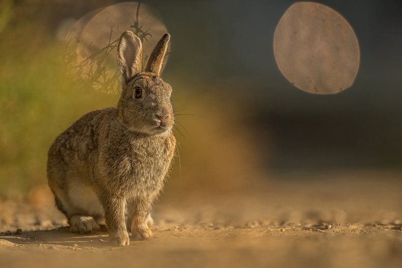 Wildkaninchen (Oryctolagus cuniculus)  von Vienna Wildlife