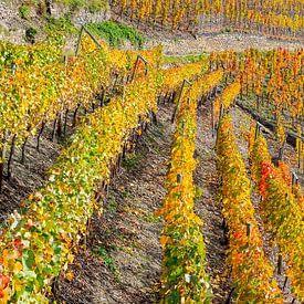 Vignobles en automne, vallée de l'Ahr sur Walter G. Allgöwer