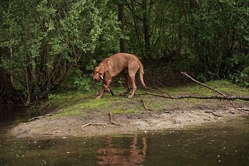 Wasserspiele am See mit einem braunen Magyar Vizsla Drahthaar Hund .