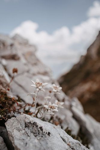 Edelweiss in de Dolomieten in een aards ontwerp