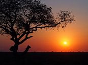 Coucher de soleil sur la plaine africaine par Sander van Doeland Aperçu