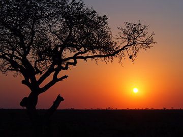 Coucher de soleil sur la plaine africaine sur Sander van Doeland