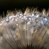 When the sun shines through (Zaadpluis met dauwdruppels) van Birgitte Bergman