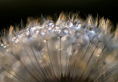 When the sun shines through (Zaadpluis met dauwdruppels) van Birgitte Bergman